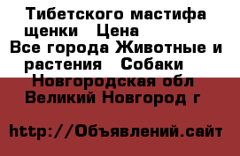  Тибетского мастифа щенки › Цена ­ 10 000 - Все города Животные и растения » Собаки   . Новгородская обл.,Великий Новгород г.